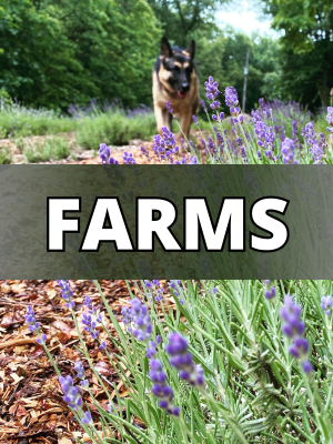 AE FARMS AE FARMS